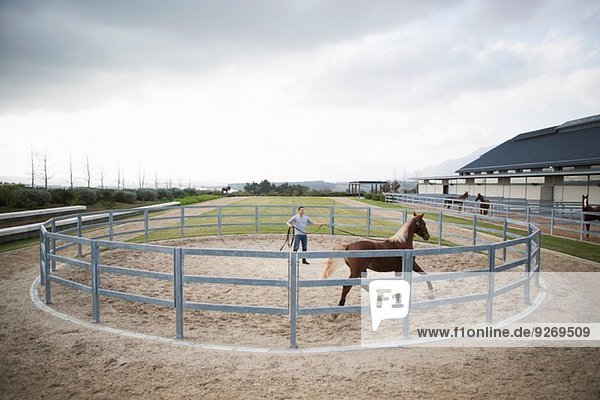 Male stablehand training palomino horse around paddock ring