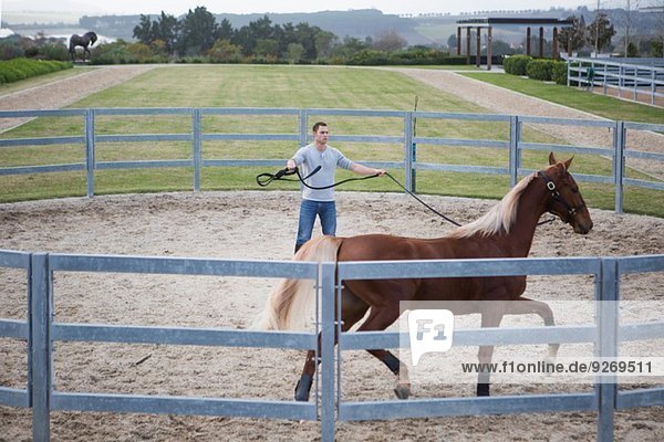 Stablehand exercising palomino horse around paddock ring