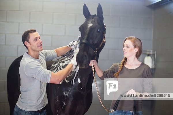 Male and female stablehands bathing horse in stables