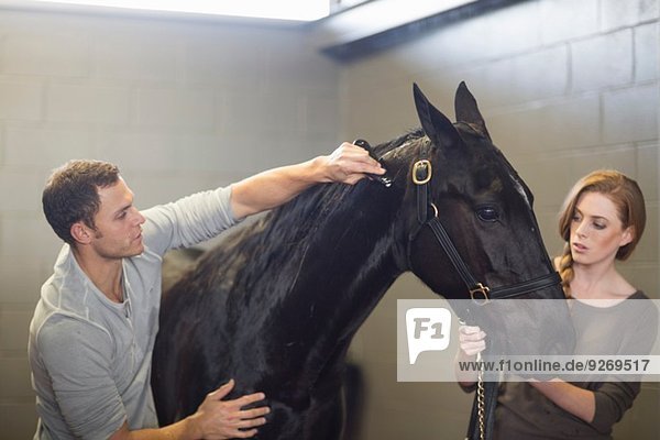 Stablehands grooming black horse in stables