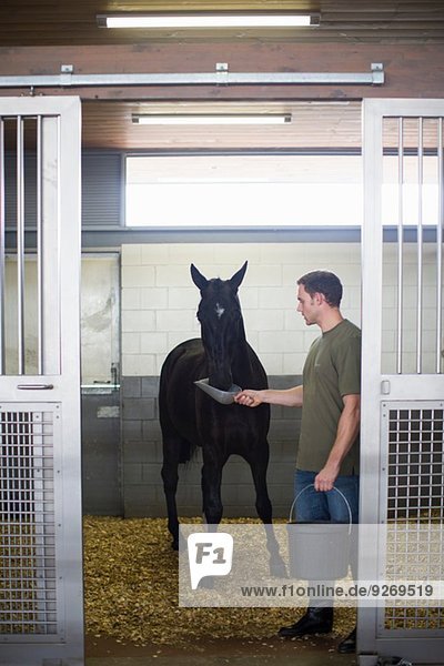Male stablehands feeding black horse in stables