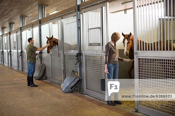 Stablehands feeding horses in stables