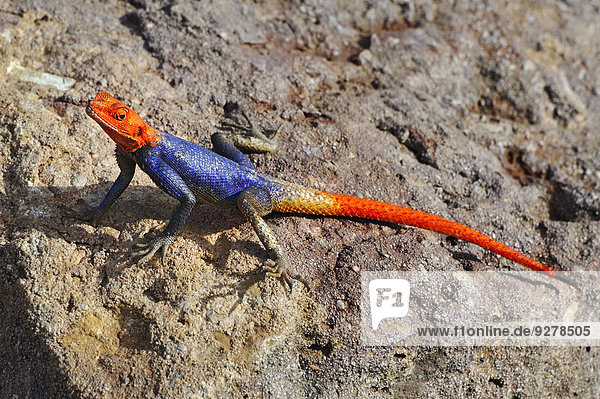 Namibische Felsenagame oder Heldenagame (Agama planiceps)  Männchen  Namibia