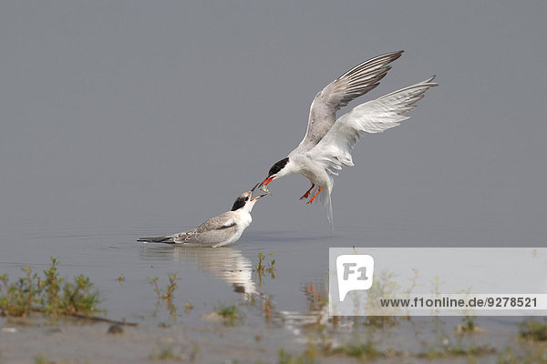 Common Tern (Sterna hirundo)  adult bird giving young bird a fish from the air  Lake Neusiedl  Burgenland  Austria