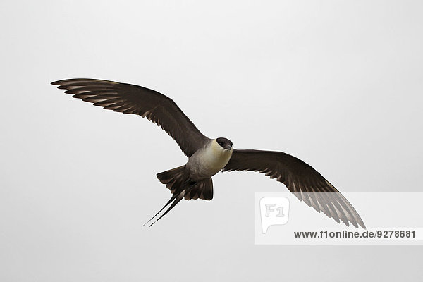 fliegen fliegt fliegend Flug Flüge lang langes langer lange Norwegen Schwanz Tierschwanz Falkenraubmöwe Stercorarius longicaudus Tundra