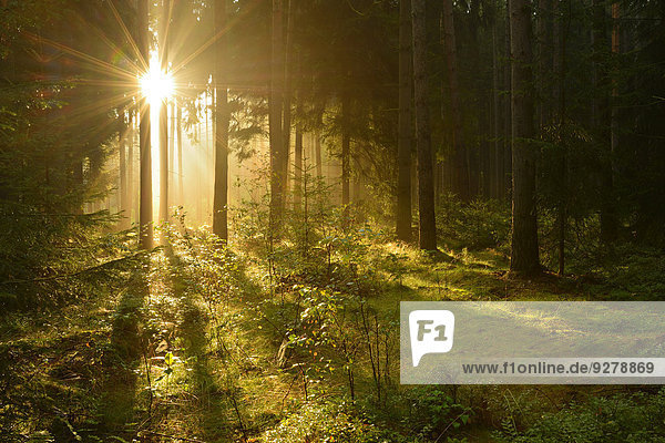 Morgensonne bricht durch nebligen Fichtenwald  Thüringen  Deutschland