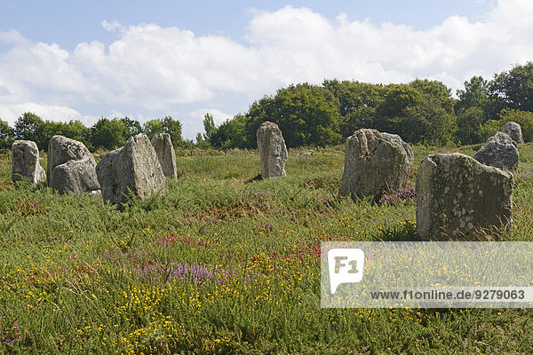 Megalithen  bei Carnac  Departement Morbihan  Bretagne  Frankreich