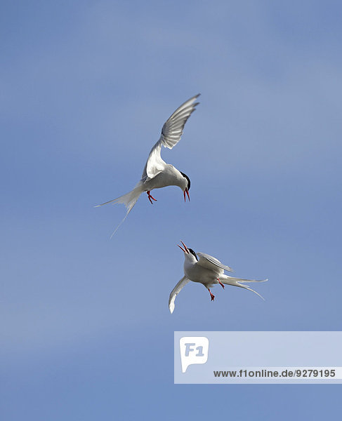 Arctic Terns (Sterna paradisaea) fighting in mid air  Shetland Islands  Scotland  United Kingdom