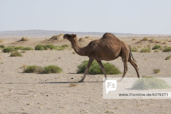 Dromedar (Camelus dromedarius)  Wüste  Dasht-e Kavir  Marenjab  Maranjab  Semnan  Iran
