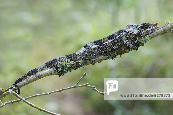 Kurzhorn-Chamäleon (Calumma brevicornis)  Madagaskar