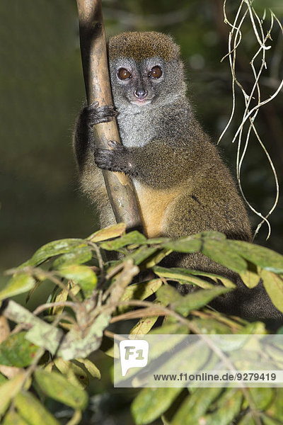 Östlicher Bambuslemur (Hapalemur griseus)  Andasibe-Mantadia Nationalpark  Madagaskar