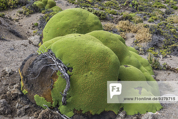 Polsterpflanze Yareta oder Llareta (Azorella compacta) am Abhang des Vulkans Taapacá  Región de Arica y Parinacota  Chile