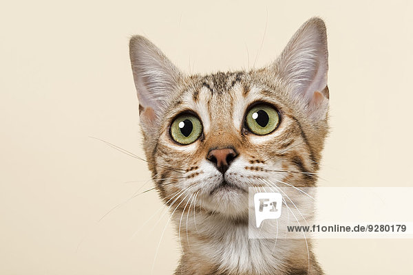 Bengalkatze  Kitten  Farbe Braun rosetted  16 Wochen