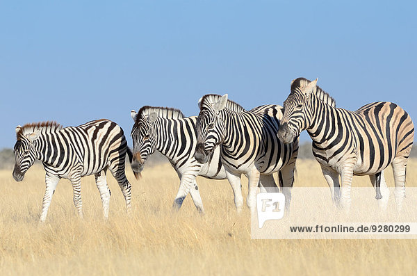 Burchell-Zebras (Equus burchelli)  Alttiere und Fohlen  im trockenen Gras stehend  Etosha-Nationalpark  Namibia