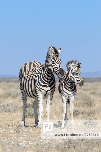 Burchell-Zebras (Equus burchelli)  Alttier und Fohlen  Etosha-Nationalpark  Namibia