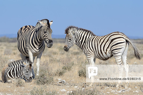 Burchell-Zebras (Equus burchelli)  Alttiere mit Fohlen  Etosha-Nationalpark  Namibia
