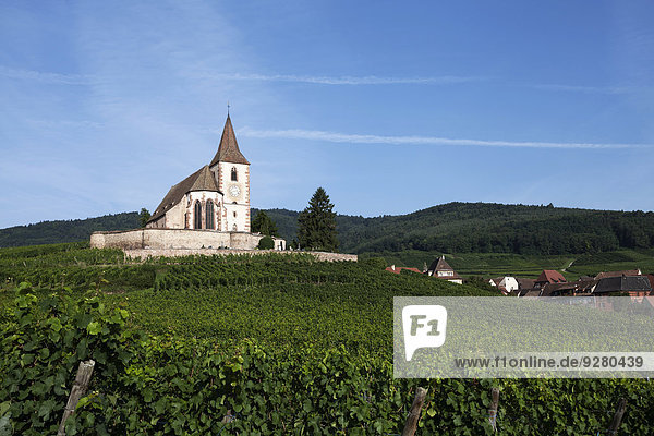 Kirche in den Weinbergen, Gotische Wehrkirche Saint-Jacques, Hunawihr ...