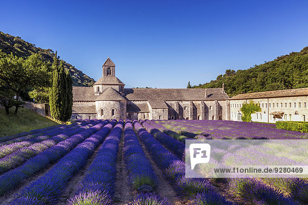 The Romanesque Cistercian Abbey of Notre Dame of Senanque set amongst flowering lavender fields  near Gordes  Provence  France