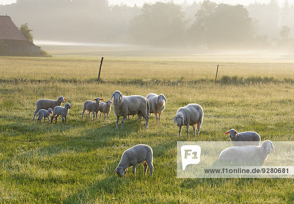 Flock of sheep in the morning light on Simssee  Söchtenau  Chiemgau  Alpine foreland  Upper Bavaria  Bavaria  Germany