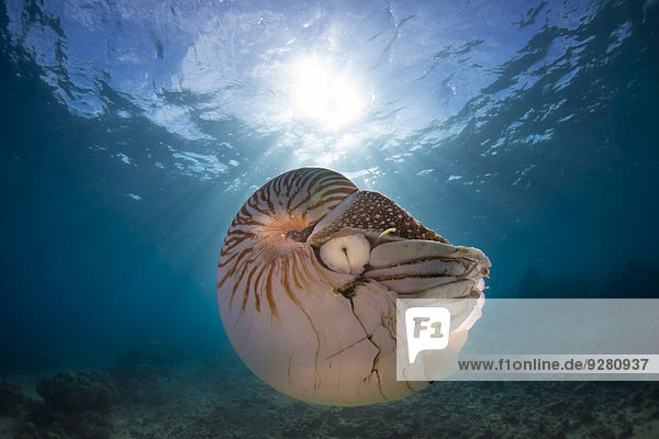 Nautilus (Nautilus belauensis)  Palau