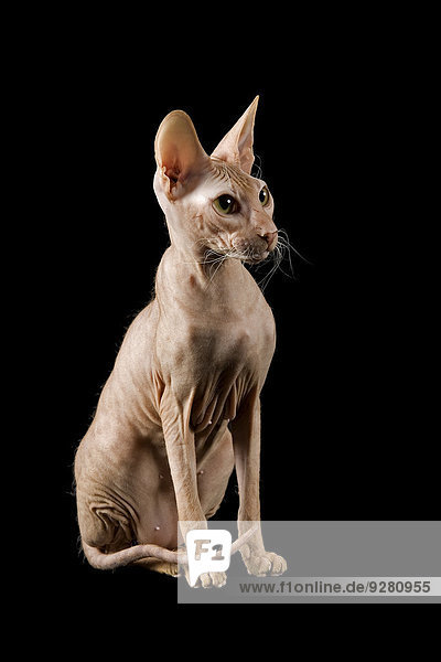 Peterbald Katze,  9 Monate,  Farbe Red Spotted Tabby