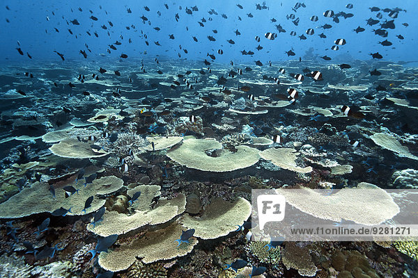 Riffdach mit Acropora-Tischkorallen (Acropora hyacinthus) und vielen verschiedenen Rifffischen  Indischer Ozean  Bolifushi  Süd-Male-Atoll  Malediven