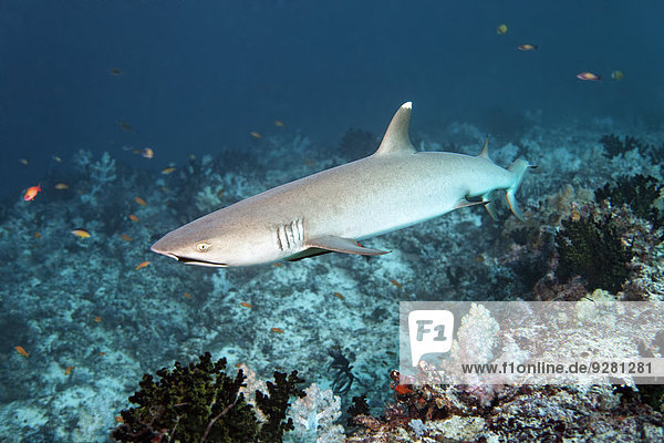 Whitetip reef shark (Triaenodon obesus) over coral reef  Embudu channel  Indian Ocean  Tilla  South Male Atoll  Maldives