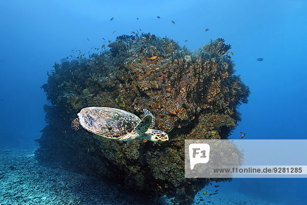 Wasserschildkröte Schildkröte frontal Malediven Indischer Ozean Indik