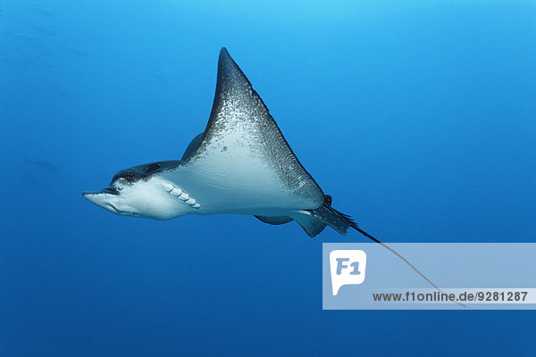 Spotted eagle ray (Aetobatus narinari)  embudu Embudu   Indian Ocean  Tilla  South Male Atoll  Maldives