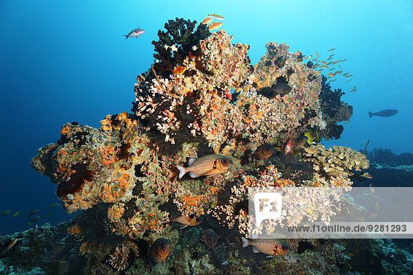 Kleines Korallenriff mit Grüner Zäpfchenkoralle (Tubastrea micranthus)  und oranger Kelchkoralle (Dendrophyllia gracilis)  Steinkorallen  Schwarzbinden-Soldatenfische (Myripristis adusta)  Embudu Kanal  Tilla  Süd-Male-Atoll  Malediven