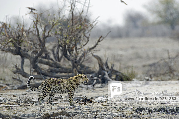 Leopard (Panthera pardus)  Weibchen im Stand im felsigen Gelände  Etosha-Nationalpark  Namibia