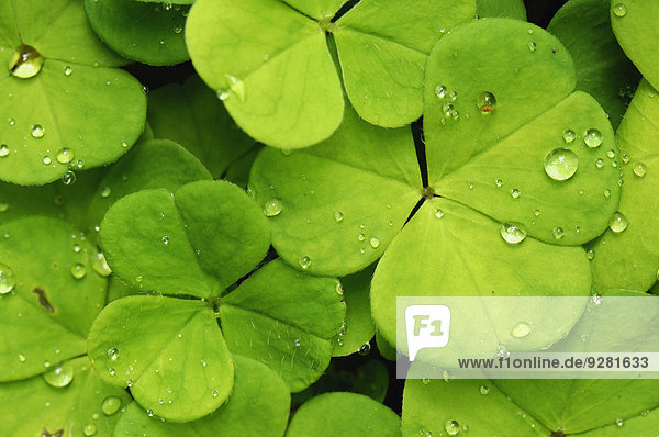 Leaves Of The Wood Sorrel Oxalis Acetosella With Dew Drops