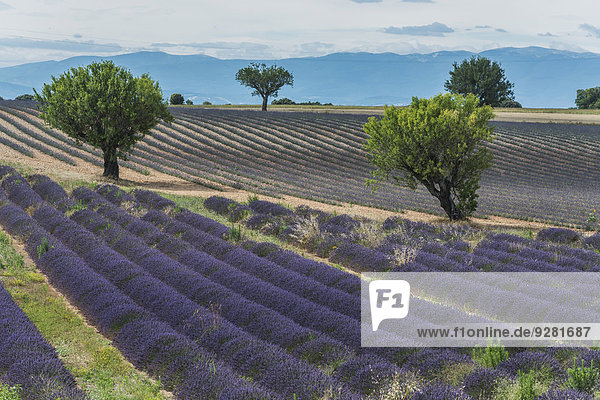 Blühendes Lavendelfeld  Plateau de Valensole  bei Valensole  Provence  Alpes-de-Haute-Provence  Provence-Alpes-Côte d?Azur  Frankreich