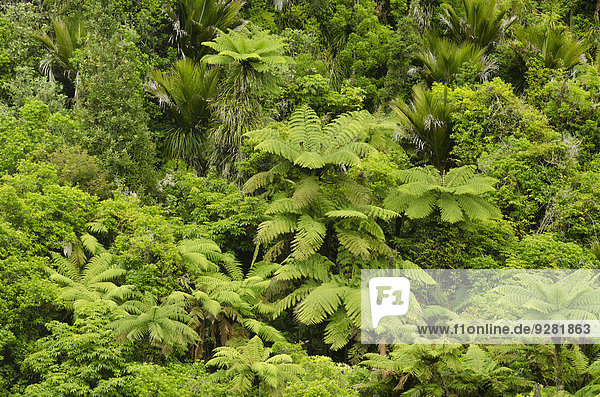 Regenwaldvegetation mit Baumfarnen (Cyatheales) Nordinsel Neuseeland