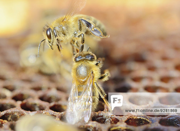 Biene (Apis mellifera var. carnca) auf Wachswabe wehrt stockfremde Biene ab