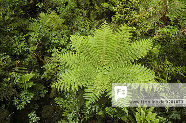 Regenwaldvegetation mit Baumfarnen (Cyatheales)  aus der Vogelperspektive  Fjordland  Südinsel  Neuseeland