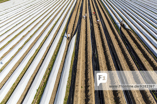 Asparagus harvest  workers covering asparagus dams with plastic sheets  Walbeck  Niederrhein or Lower Rhine region  North Rhine-Westphalia  Germany