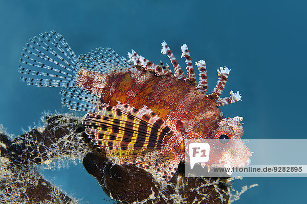 Kurzflossen-Zwergfeuerfisch (Dendrochirus brachypterus)  Makadi Bay  Rotes Meer  Hurghada  Ägypten