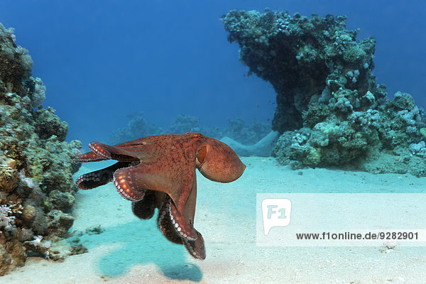Großer Blauer Krake (Octopus cyanea)  Makadi Baya  Rotes Meer  Hurghada  Ägypten