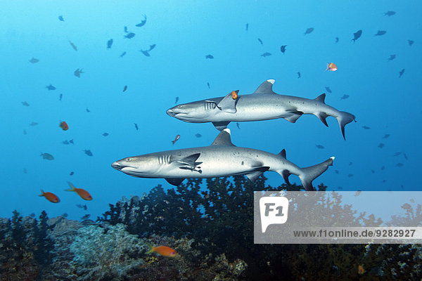 Two Whitetip Reef Sharks (Triaenodon obesus) over coral reef  Embudu Channel  Indian Ocean  Tilla or Tila  South Malé Atoll  Maldives