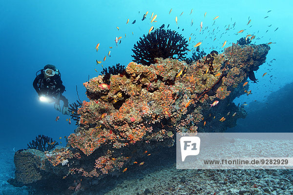 Scuba diver looking at a small coral reef with Black Sun Corals (Tubastrea micranthus)  and Orange Cup Corals (Dendrophyllia gracilis)  stony corals  Embudu Channel  Indian Ocean  Tilla or Tila  South Malé Atoll  Maldives
