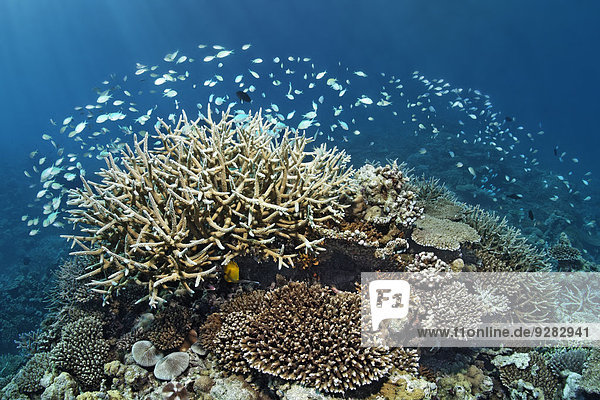 grün Vielfalt blau Koralle Malediven Indischer Ozean Indik Riff Fischschwarm