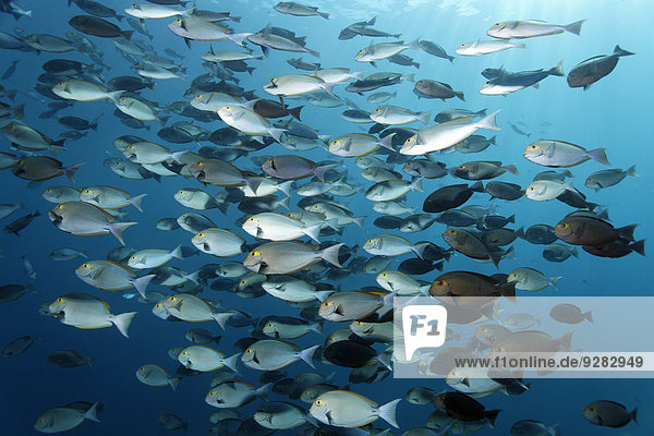 Malediven Indischer Ozean Indik Borstenzahndoktorfisch
