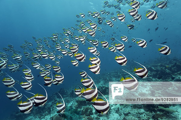Wimpelfisch Heniochus über Malediven Indischer Ozean Indik Riff Fischschwarm