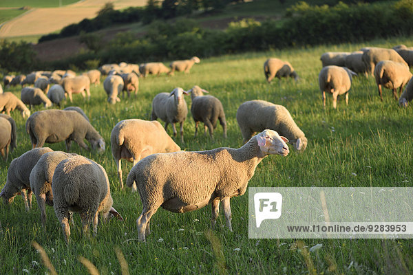 Schafe auf der Wiese  Oberpfalz  Bayern  Deutschland  Europa