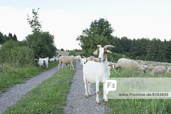 Schafe und Ziegen  Oberpfalz  Bayern  Deutschland  Europa