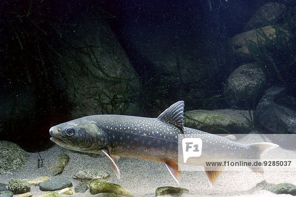 Seesaibling (Salvelinus alpinus) in Gefangenschaft Frankreich
