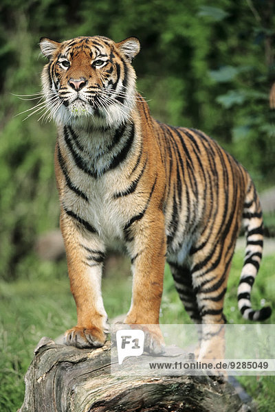 Sumatra-Tiger (Panthera tigris sumatrae)  Vorkommen auf Sumatra  captive  Deutschland