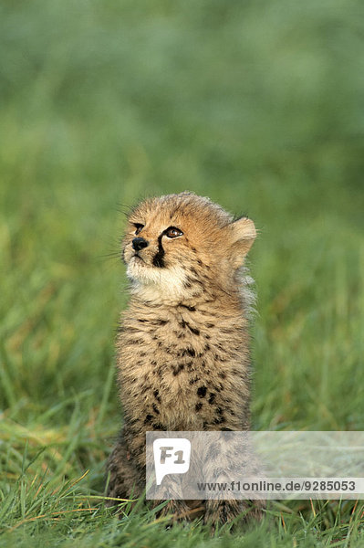 Gepard (Acinonyx jubatus) Jungtier Vorkommen in Afrika captive Deutschland