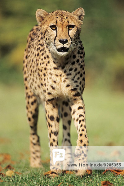 Gepard (Acinonyx jubatus) Vorkommen in Afrika captive Deutschland
